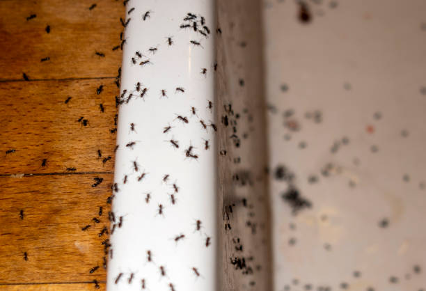 Best Commercial Pest Control Services  in Shark River Hills, NJ
