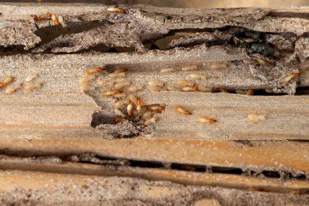 Best Wasp Removal Services  in Shark River Hills, NJ